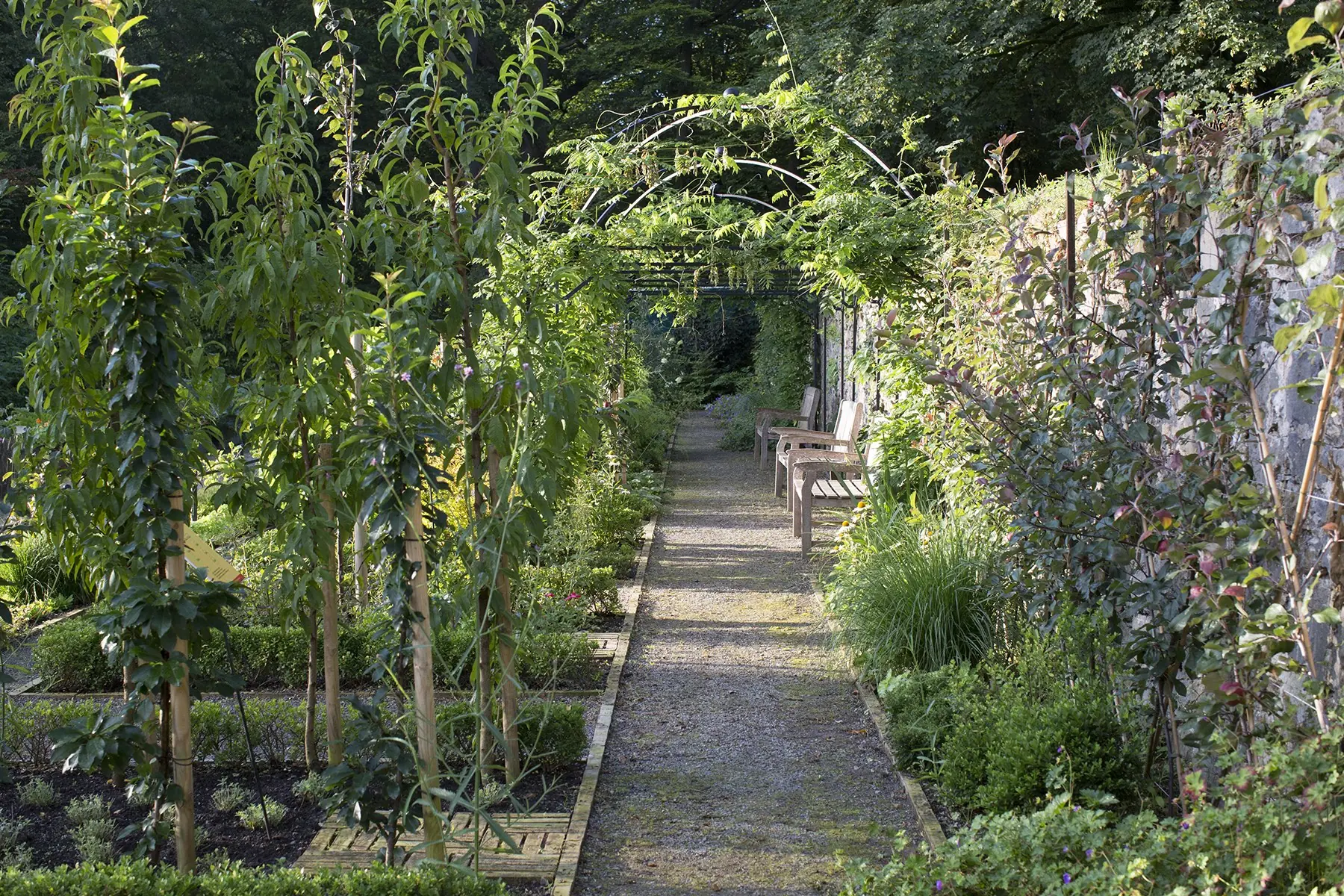 Gangway durch bespalierten Obstwuchs mit grünem Laubdach und Sitzbänken.