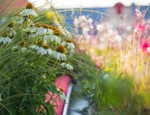 Warum ein guter Garten mit Struktur beginnt, nicht mit Blüten