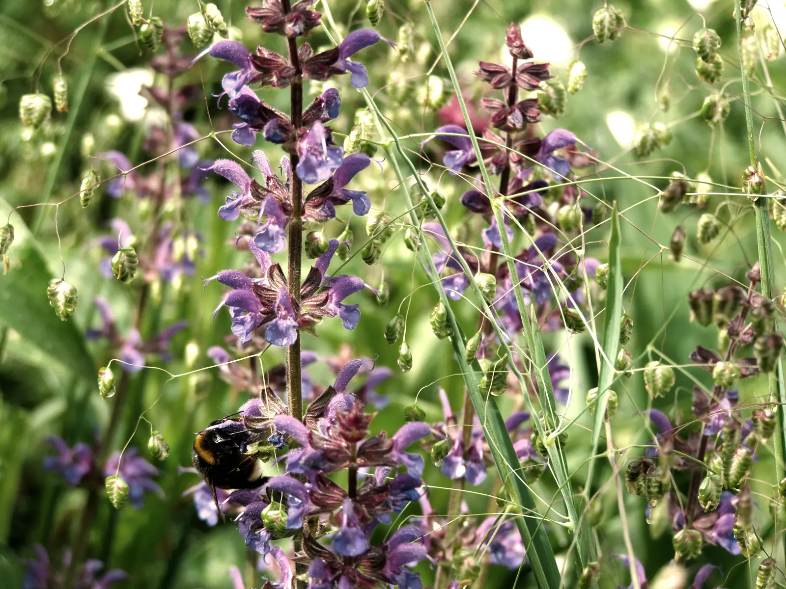 Hummel sammelt Pollen von violetten Heilkraut-Blütentrauben.