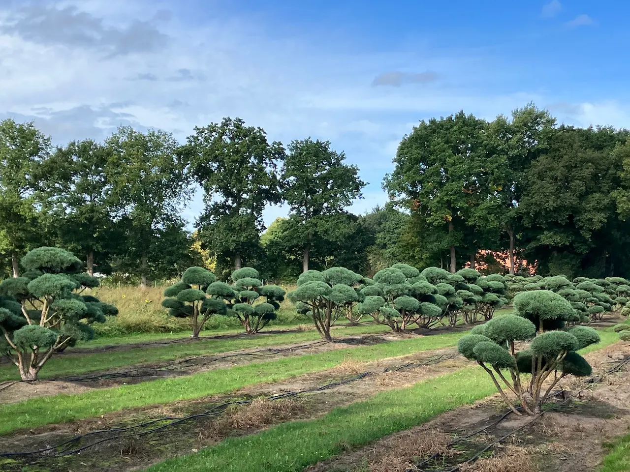 Kunstvolle Koniferenformschnitte im Bonsai-Stil in natürlichem Garten.