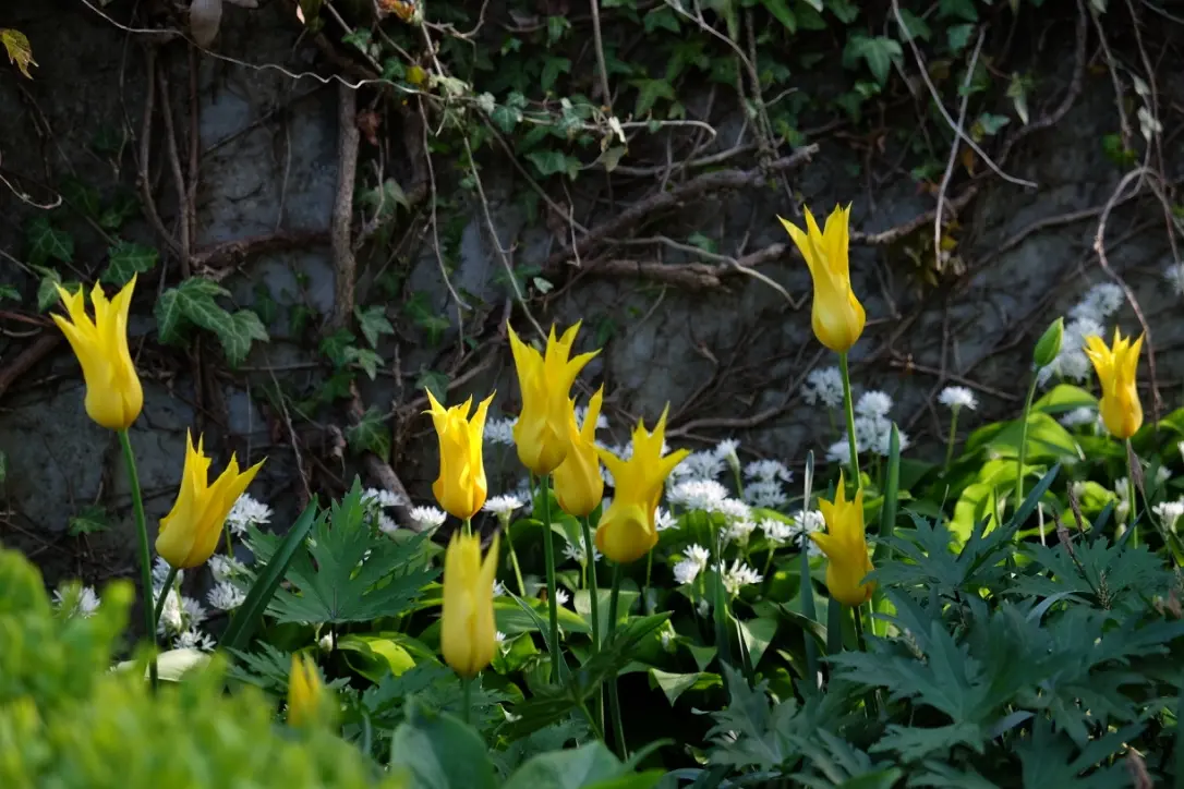 Gelbe Tulpen leuchten vor alter Natursteinmauer im Frühling.