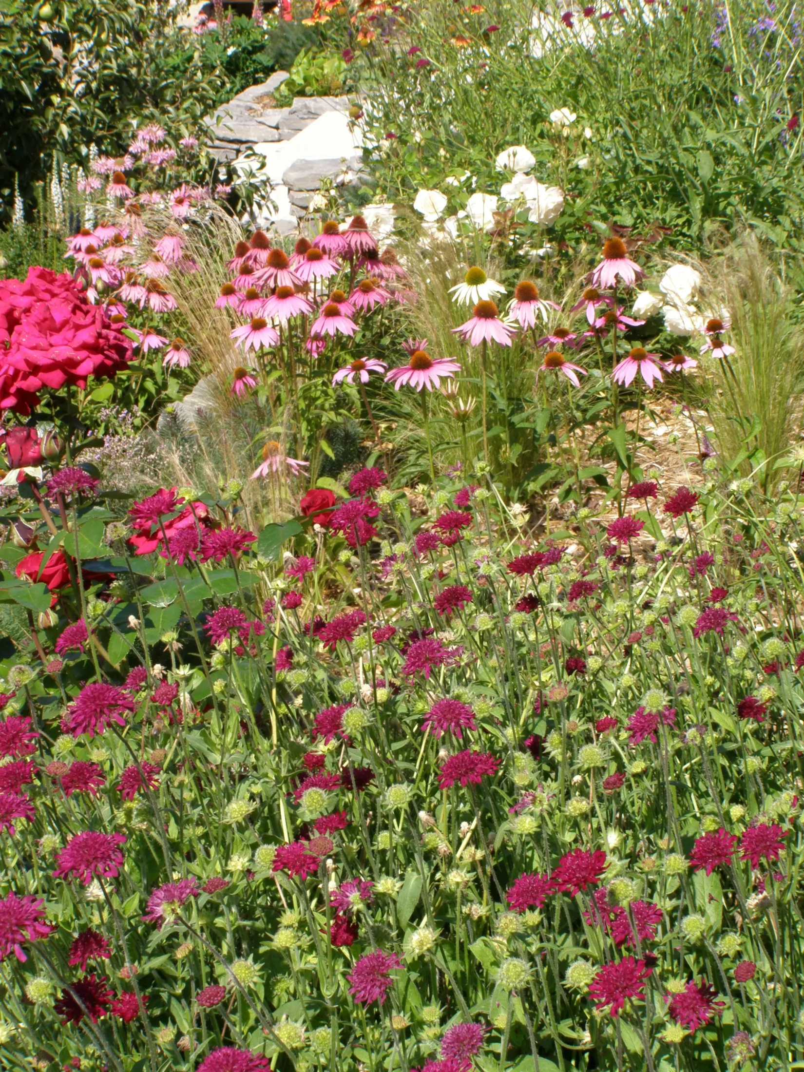 Farbenfrohe Staudenkomposition mit Dahlien, Kamille und Ziergräsern.