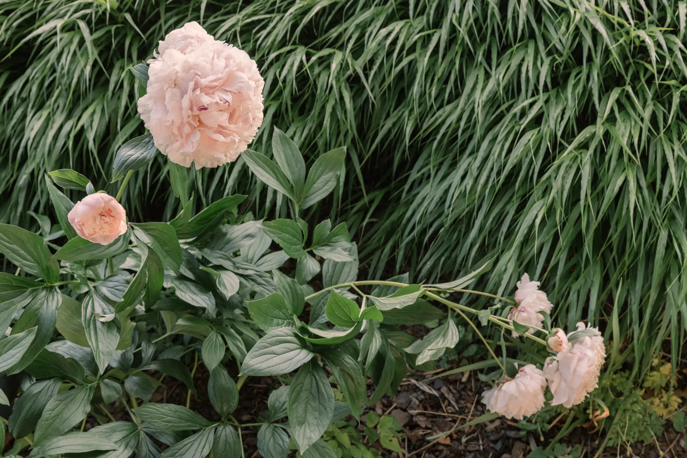 Rosa Pfingstrosen mit üppigen Blüten vor grünem Ziergras.